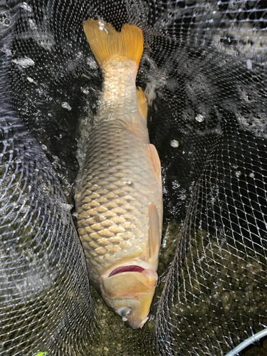 コイの釣果