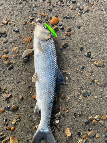 ニゴイの釣果