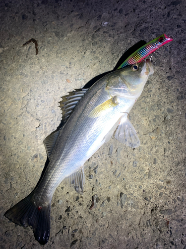 シーバスの釣果