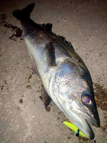 シーバスの釣果