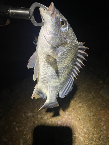 キビレの釣果