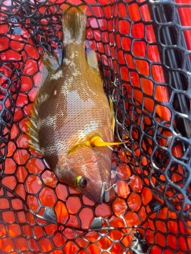 シブダイの釣果