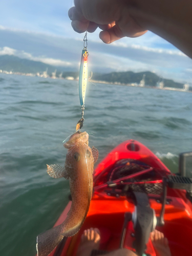 オオモンハタの釣果