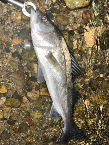 スズキの釣果