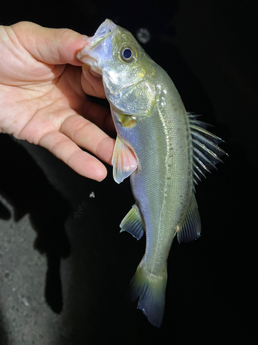 セイゴ（マルスズキ）の釣果