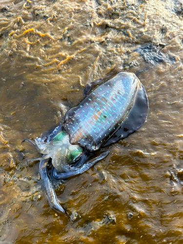 アオリイカの釣果