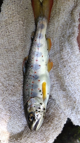 アマゴの釣果