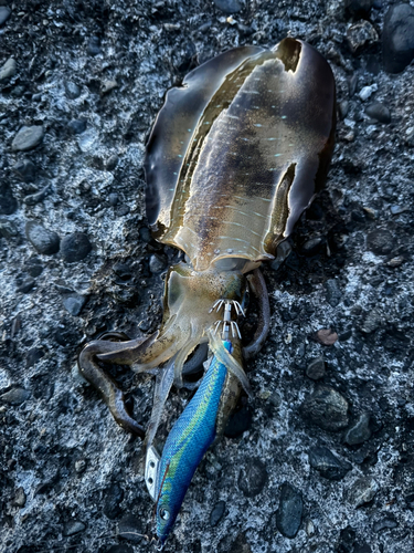 アオリイカの釣果