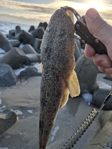 マゴチの釣果