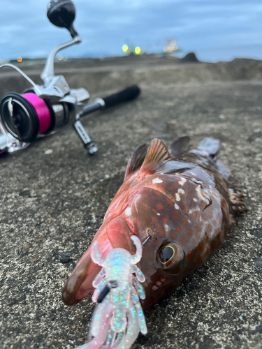 キジハタの釣果