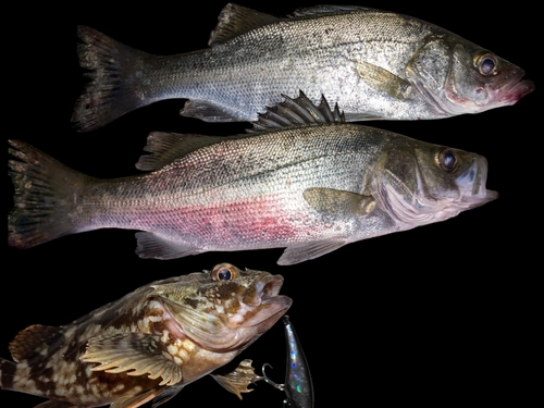 セイゴ（マルスズキ）の釣果