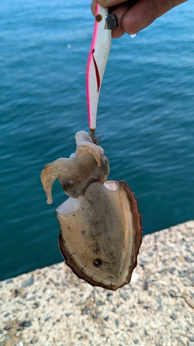 モンゴウイカの釣果