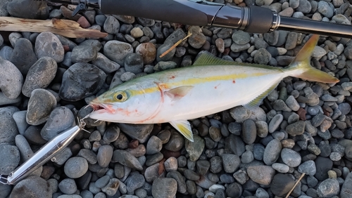 ワカナゴの釣果