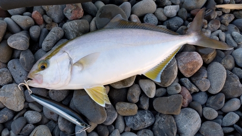 ネイリの釣果