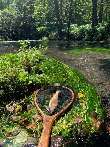 アメマスの釣果