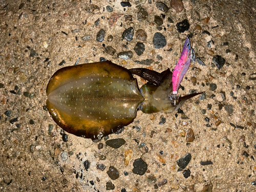 アオリイカの釣果