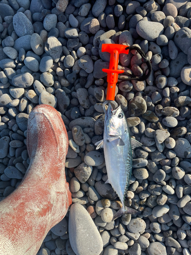 カツオの釣果