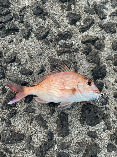 タイの釣果