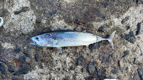 ソウダガツオの釣果