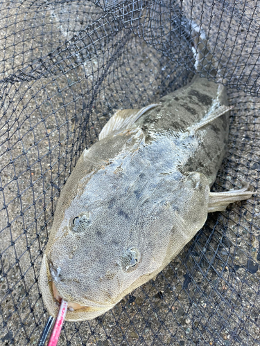 マゴチの釣果