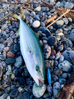 イナダの釣果