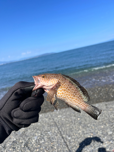 オオモンハタの釣果