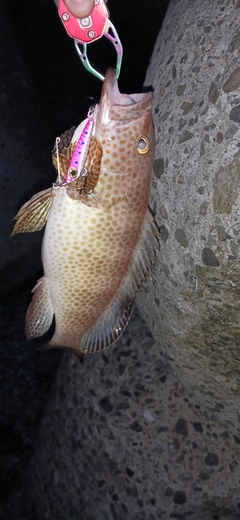 オオモンハタの釣果