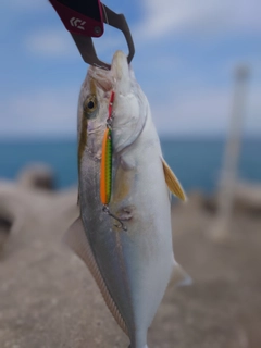 ショゴの釣果