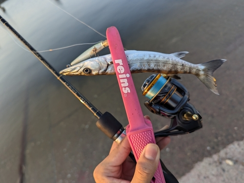 オニカマスの釣果