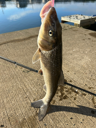 ニゴイの釣果