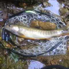 イワナの釣果