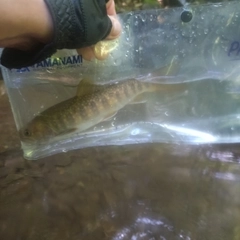 イワナの釣果