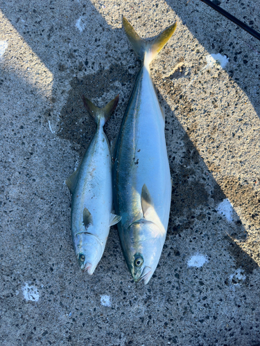 イナダの釣果