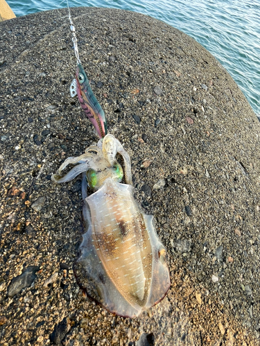 アオリイカの釣果