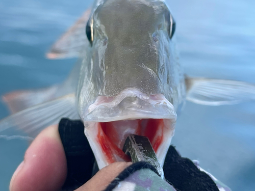 タテシマフエフキの釣果