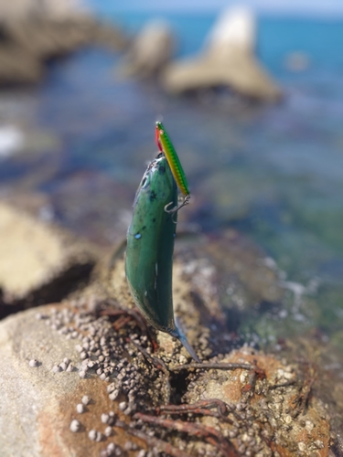 ソウダガツオの釣果