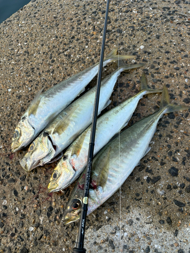 マルアジの釣果