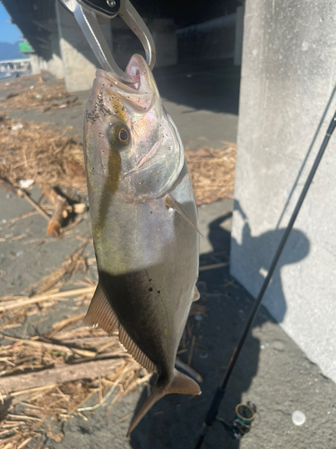 ショゴの釣果