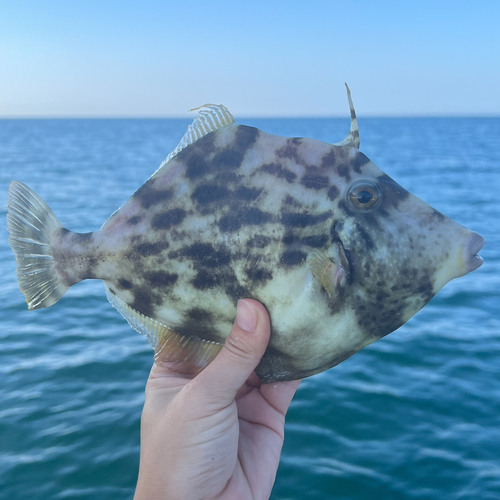 カワハギの釣果