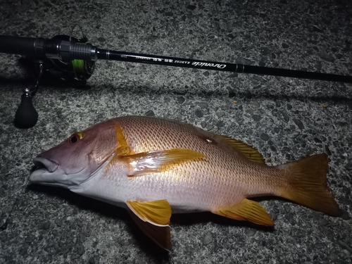 シブダイの釣果