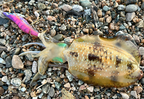 アオリイカの釣果