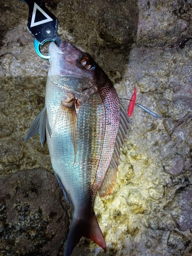 タイの釣果