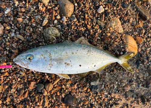 ツバイソの釣果