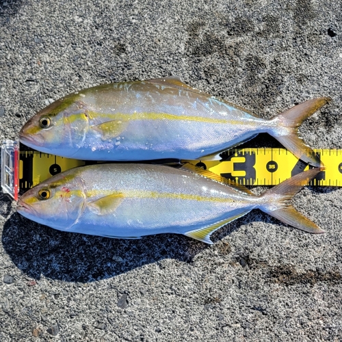 ショゴの釣果