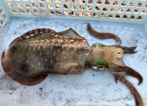 アオリイカの釣果