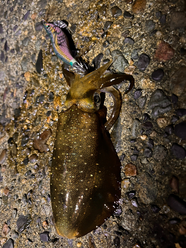 アオリイカの釣果