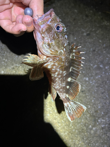 カサゴの釣果