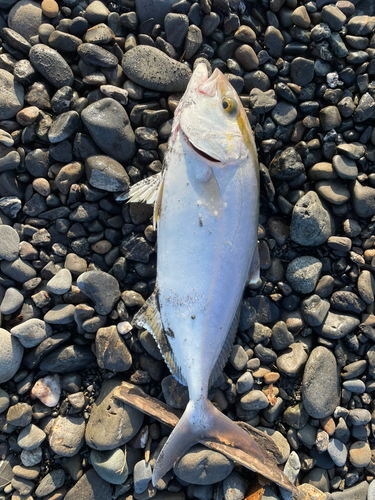 ショゴの釣果