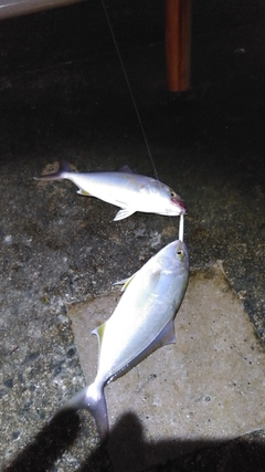 ショゴの釣果