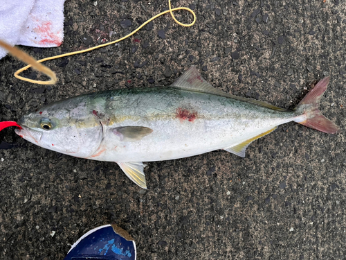 イナダの釣果